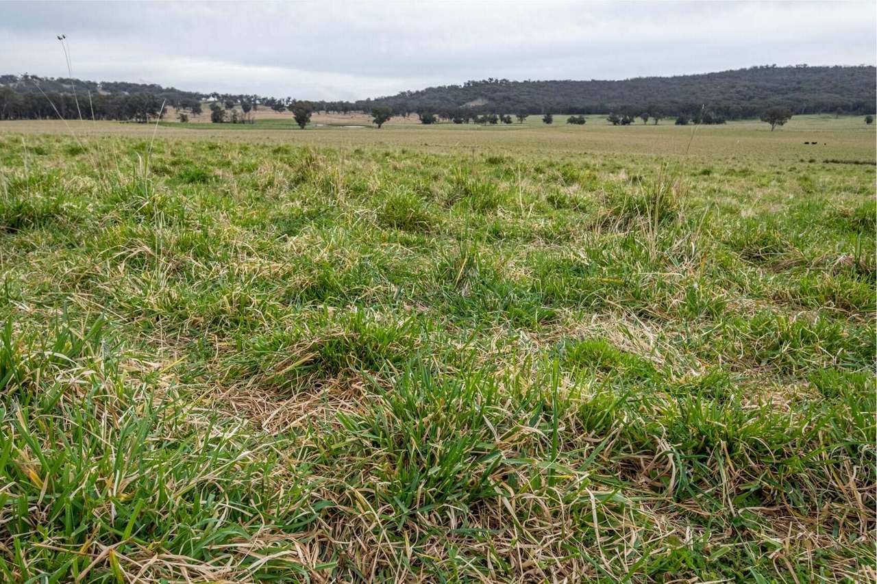 1520 Trevallyn Road, Barraba Sold by Farmbuy.com - image 4