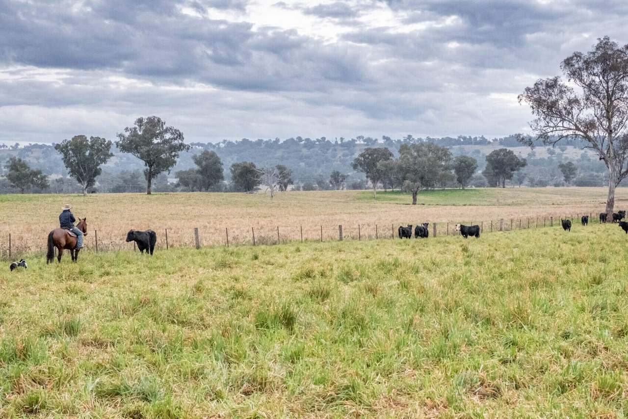 1520 Trevallyn Road, Barraba Sold by Farmbuy.com - image 3