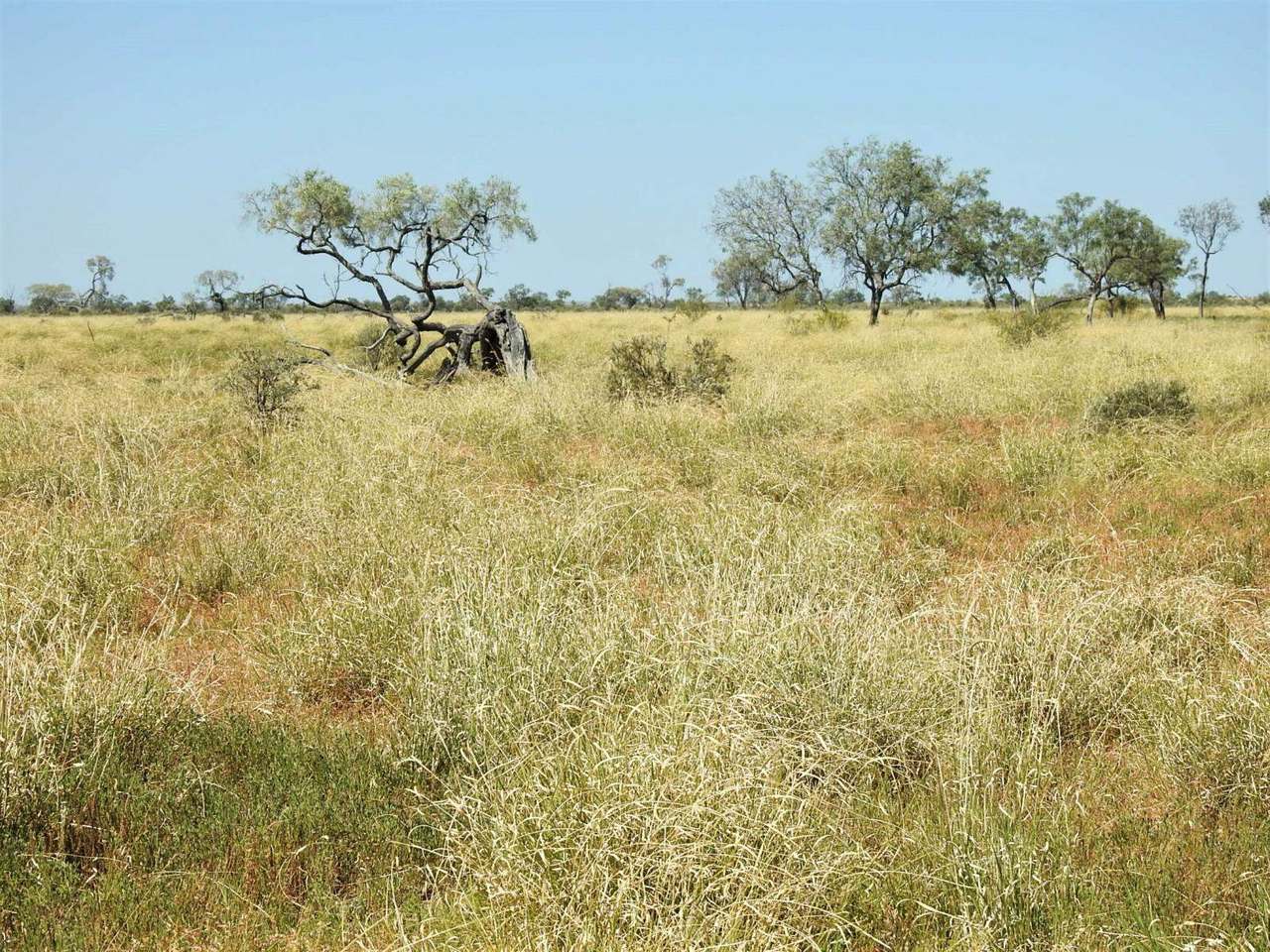 721 Baratria Road , Longreach Sold by Farmbuy.com - image 11