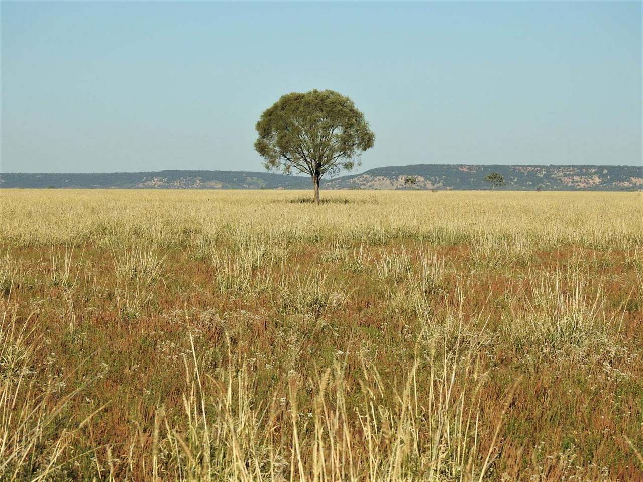 721 Baratria Road , Longreach Sold by Farmbuy.com - image 25