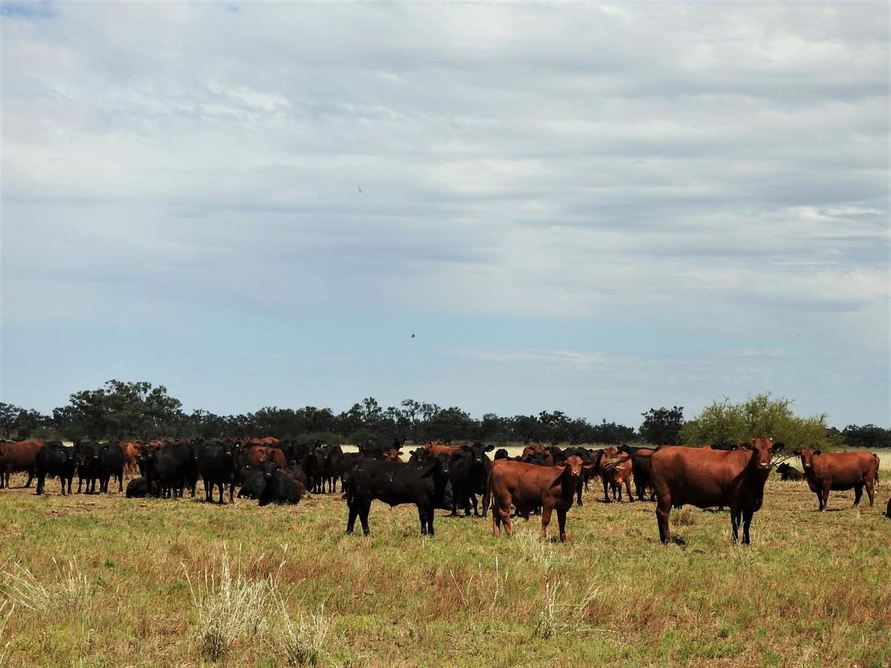 721 Baratria Road , Longreach Sold by Farmbuy.com - image 31