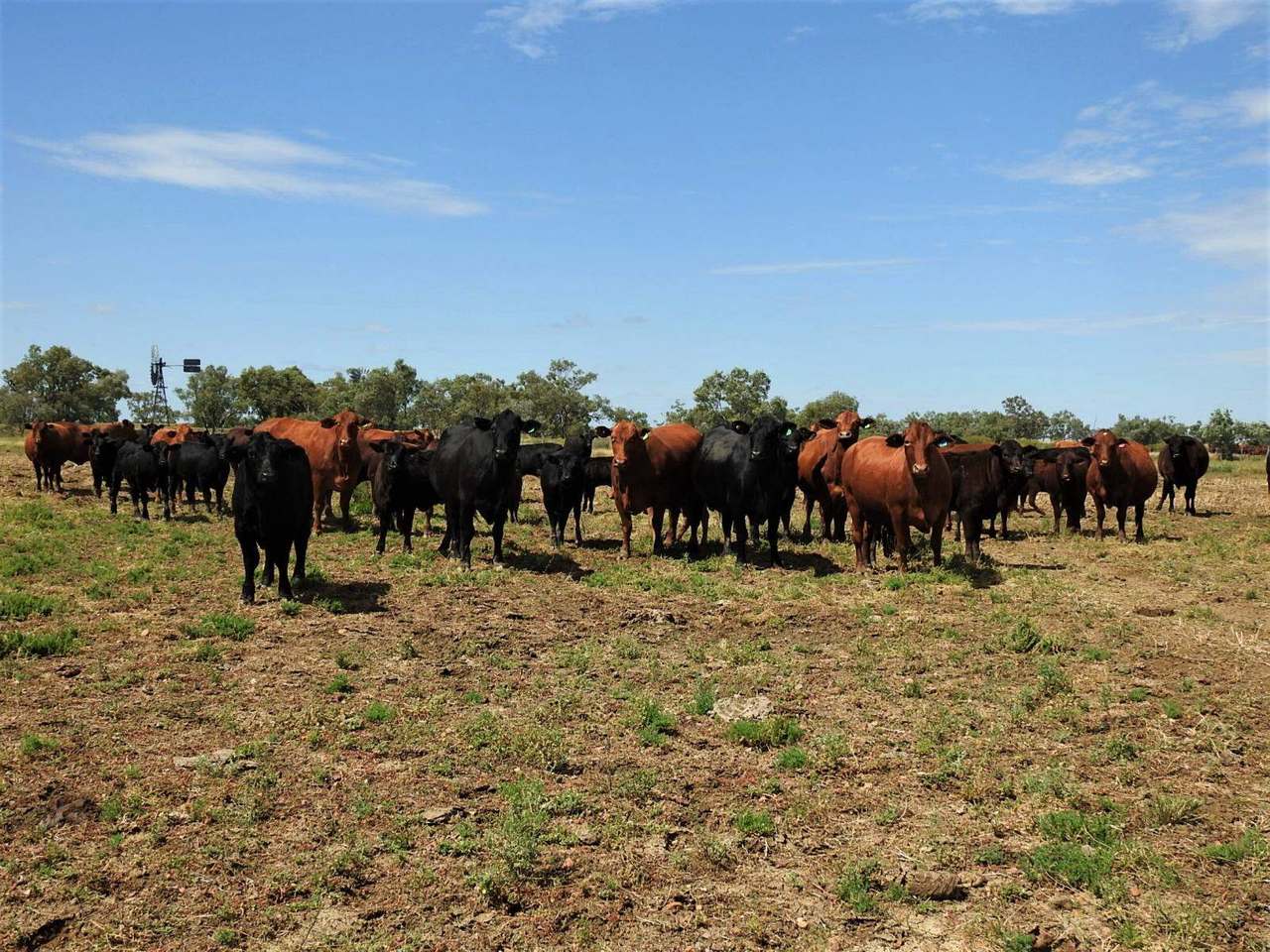 721 Baratria Road , Longreach Sold by Farmbuy.com - image 8