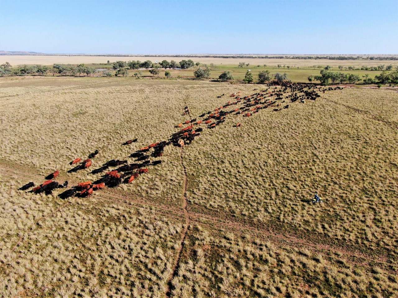 721 Baratria Road , Longreach Sold by Farmbuy.com - image 7
