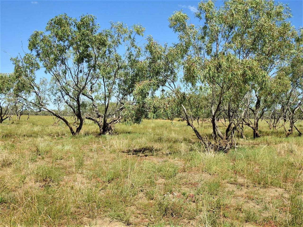 721 Baratria Road , Longreach Sold by Farmbuy.com - image 9