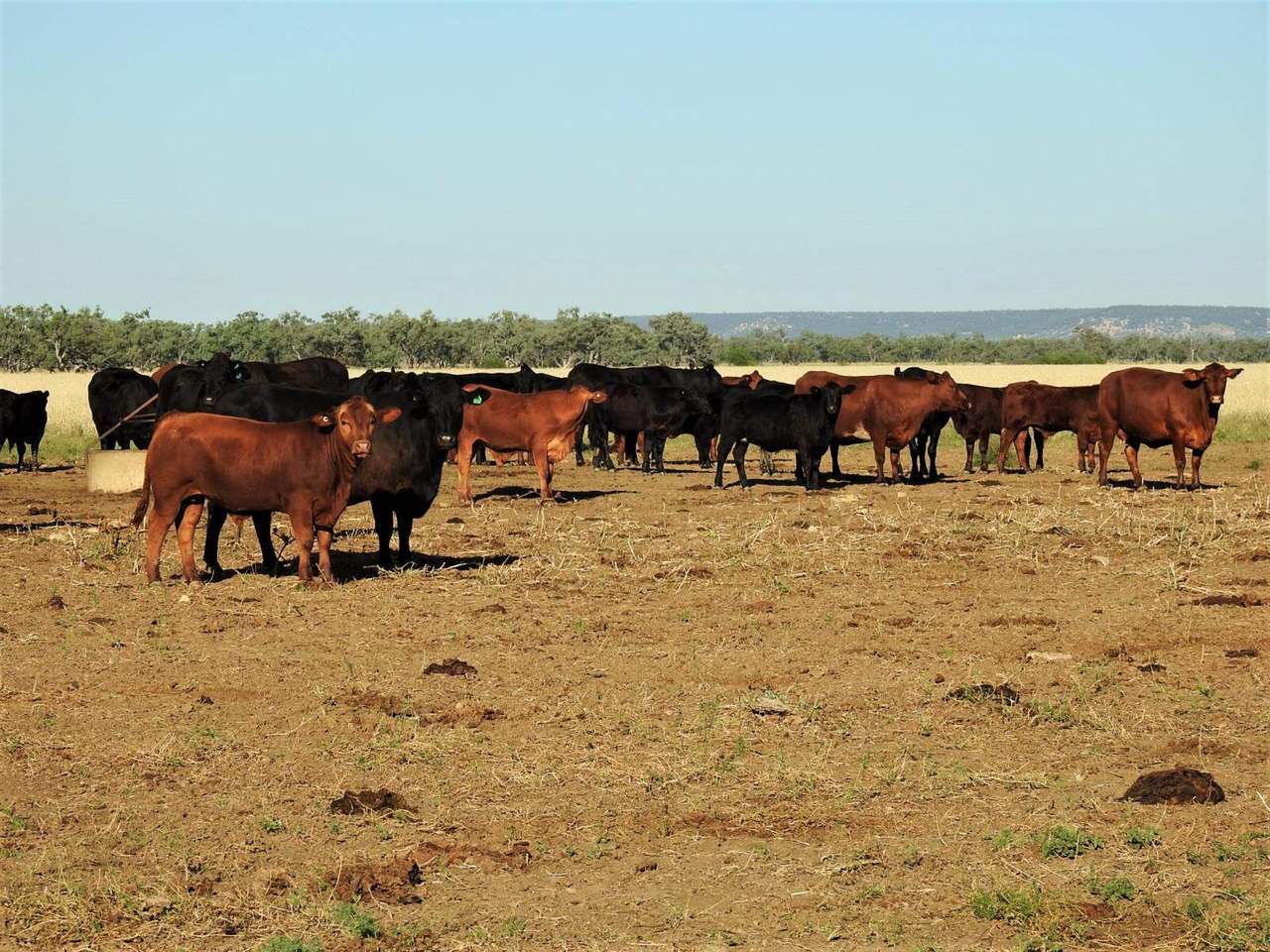 721 Baratria Road , Longreach Sold by Farmbuy.com - image 19
