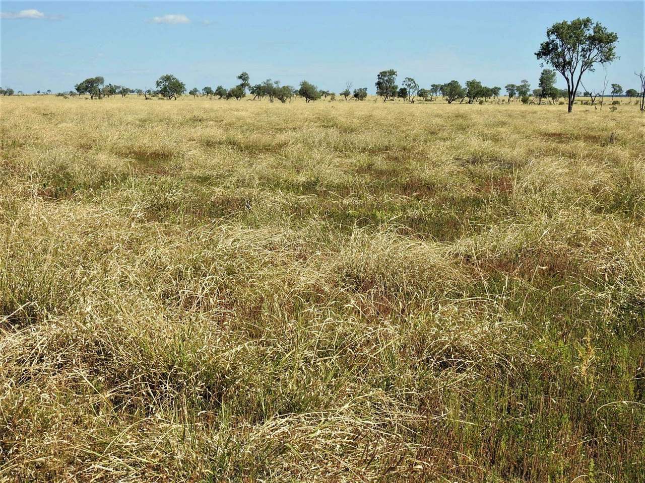 721 Baratria Road , Longreach Sold by Farmbuy.com - image 3