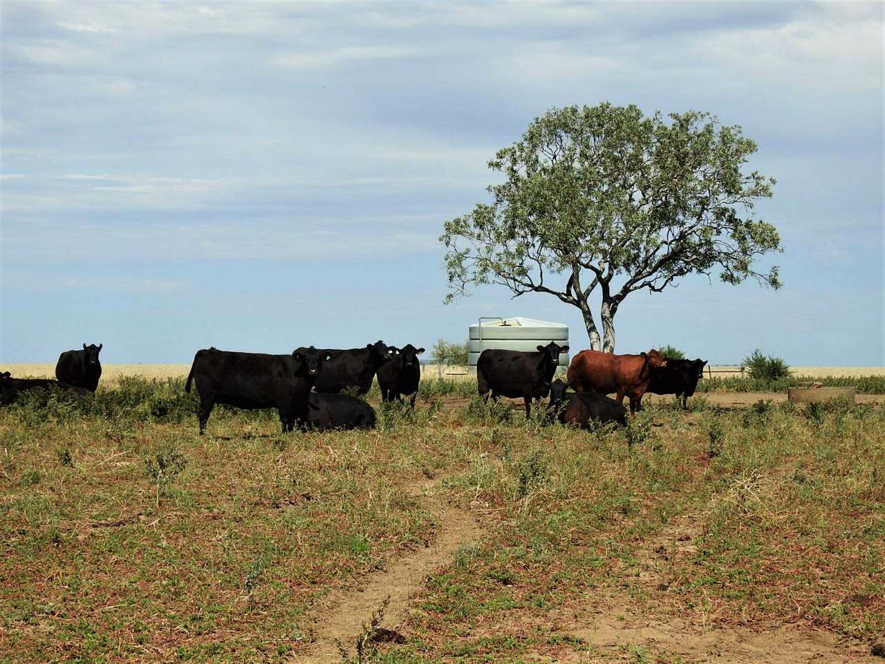 721 Baratria Road , Longreach Sold by Farmbuy.com - image 32