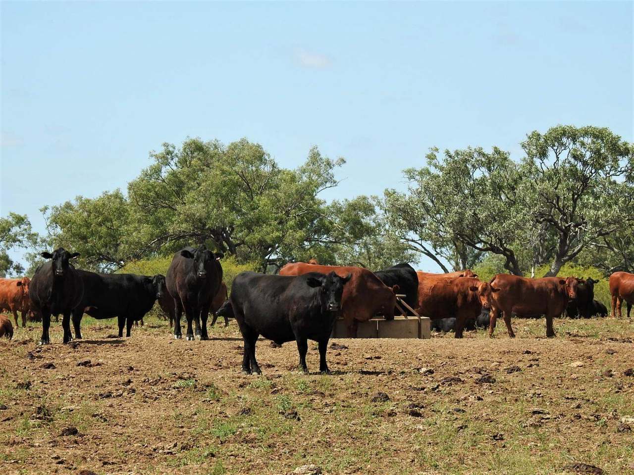 721 Baratria Road , Longreach Sold by Farmbuy.com - image 2