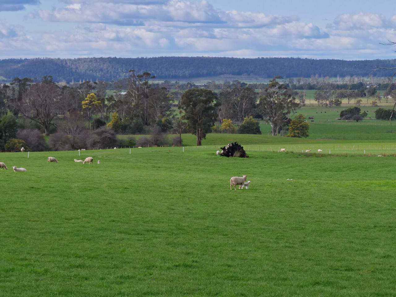 208 Barbers Road, Meander Sold by Farmbuy.com - image 6