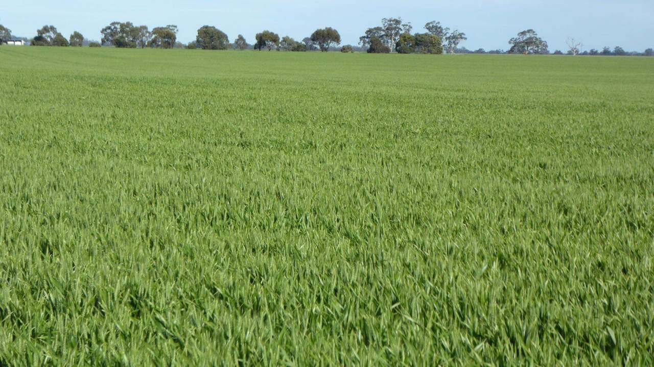 Sec 152 Rowney Road , "Mawson" Bordertown Sold by Farmbuy.com - image 3
