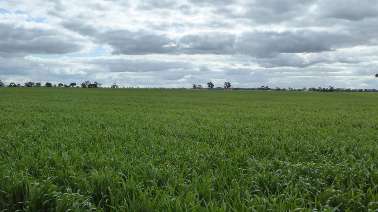 Sec 152 Rowney Road , "Mawson" Bordertown Sold by Farmbuy.com - image 22