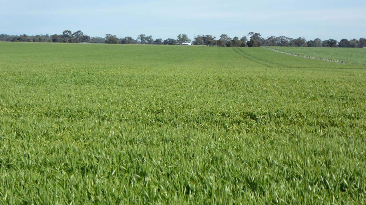 Sec 152 Rowney Road , "Mawson" Bordertown Sold by Farmbuy.com - image 15