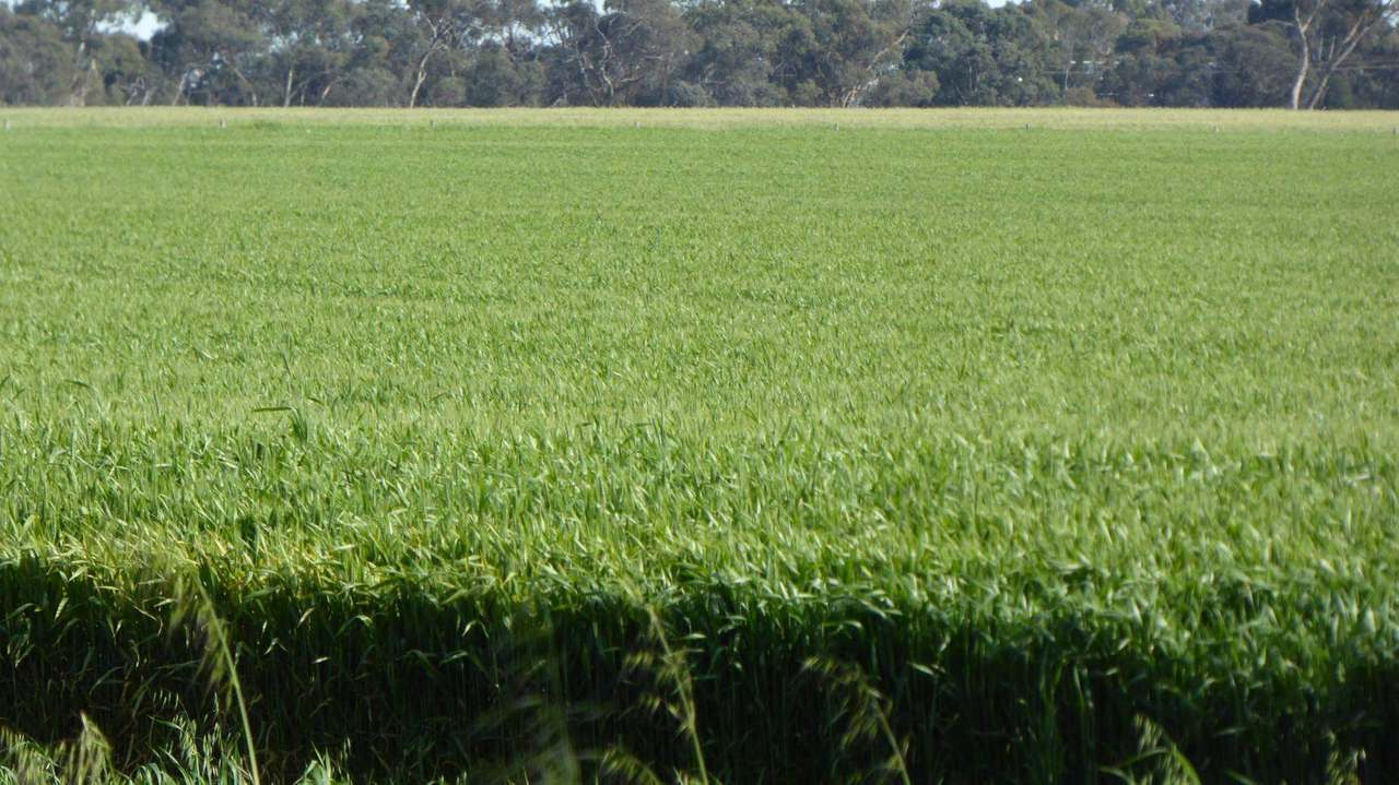 Sec 152 Rowney Road , "Mawson" Bordertown Sold by Farmbuy.com - image 12