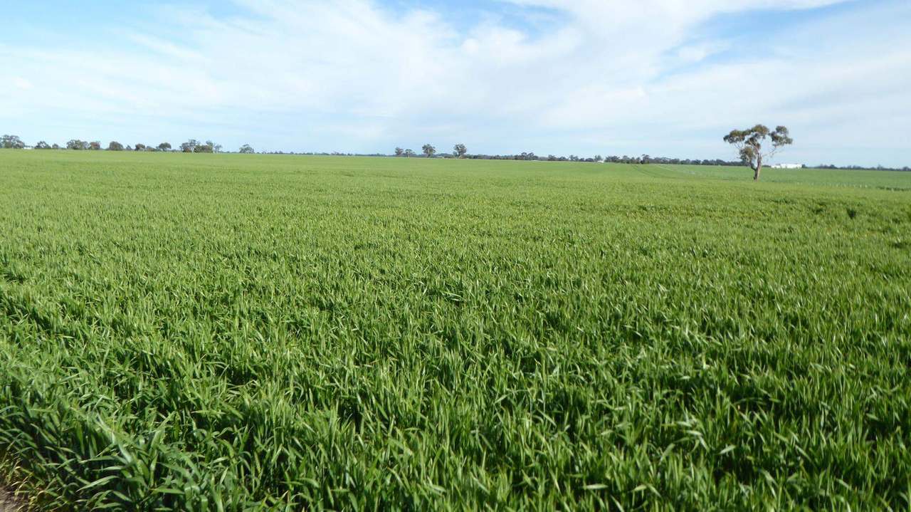 Sec 152 Rowney Road , "Mawson" Bordertown Sold by Farmbuy.com - image 2