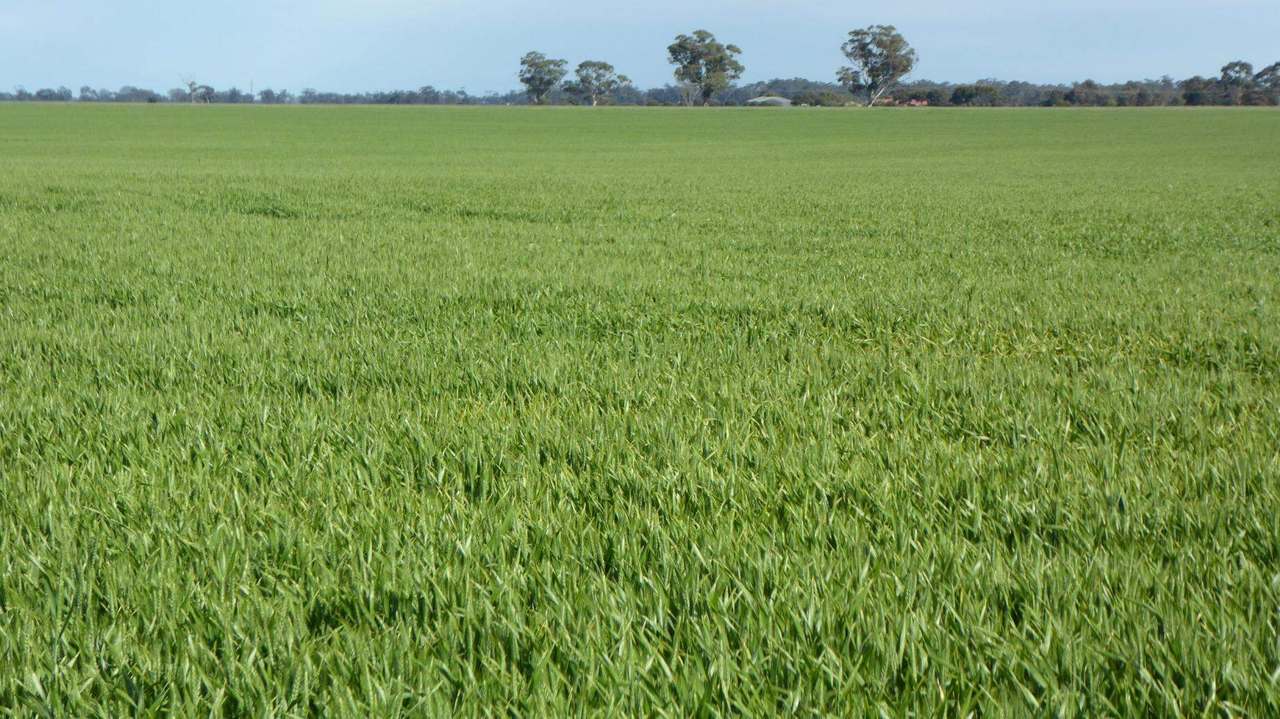 Sec 152 Rowney Road , "Mawson" Bordertown Sold by Farmbuy.com - image 4