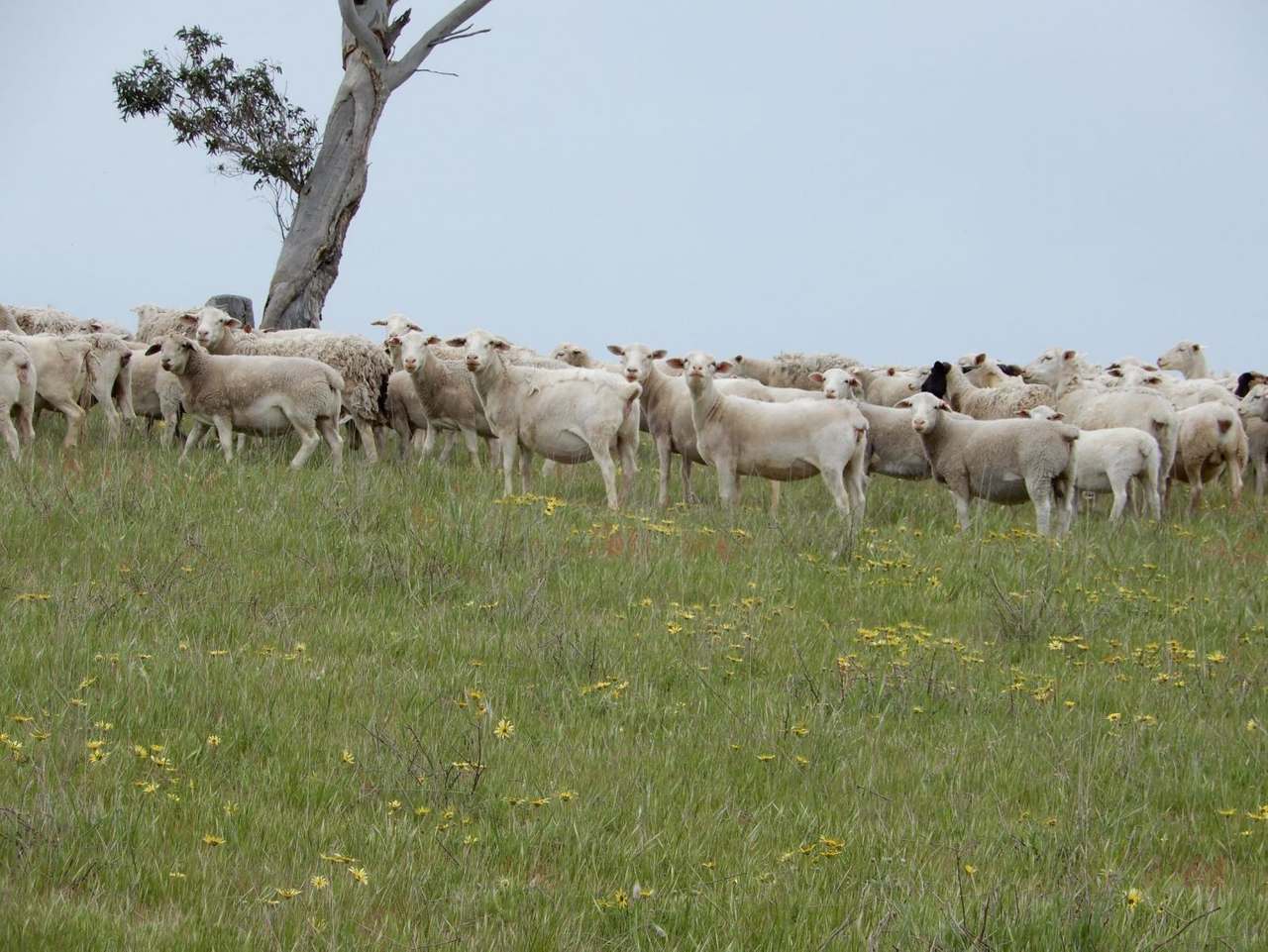 260 Gerritsens Road, "Karamara Park West" Naracoorte Sold by Farmbuy.com - image 13