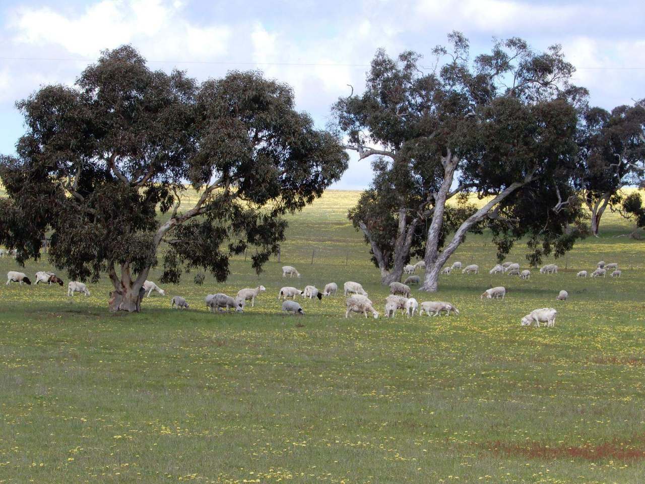260 Gerritsens Road, "Karamara Park West" Naracoorte Sold by Farmbuy.com - image 12