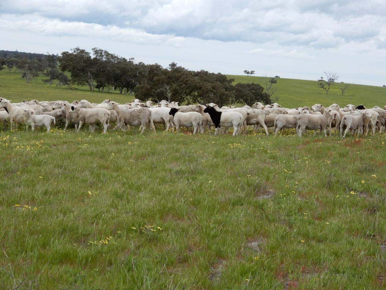 260 Gerritsens Road, "Karamara Park West" Naracoorte Sold by Farmbuy.com - image 14