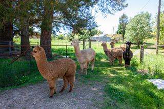 24 Reservoir Road, Crookwell For Sale by Farmbuy.com - image 4