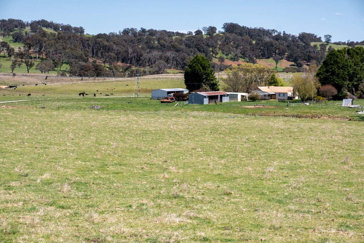 Niangala Sold by Farmbuy.com - image 8