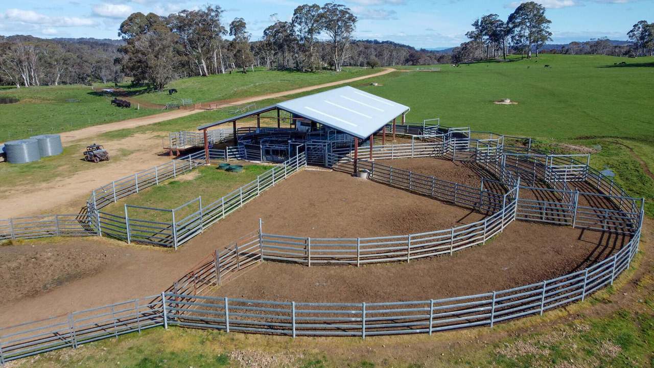 Niangala Sold by Farmbuy.com - image 13