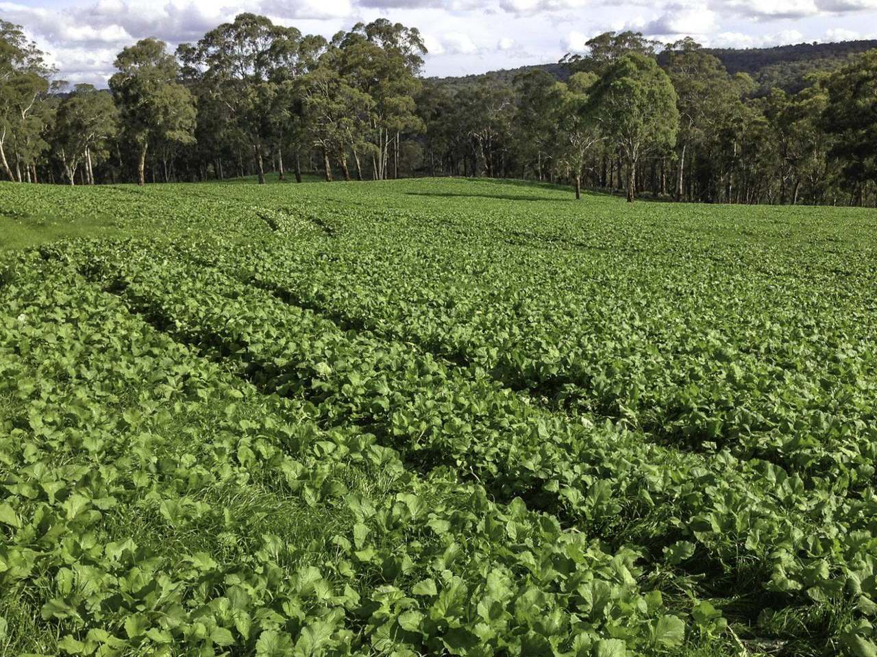 Niangala Sold by Farmbuy.com - image 10