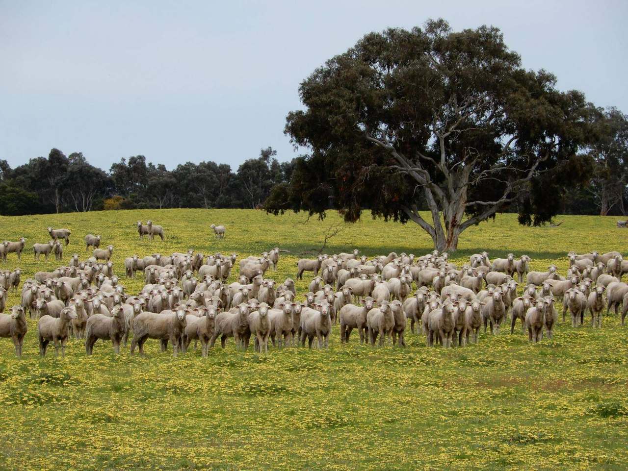 Range Road, "The Prarrie" Sec 317 & 318 Naracoorte (Cadgee) Sold by Farmbuy.com - image 5