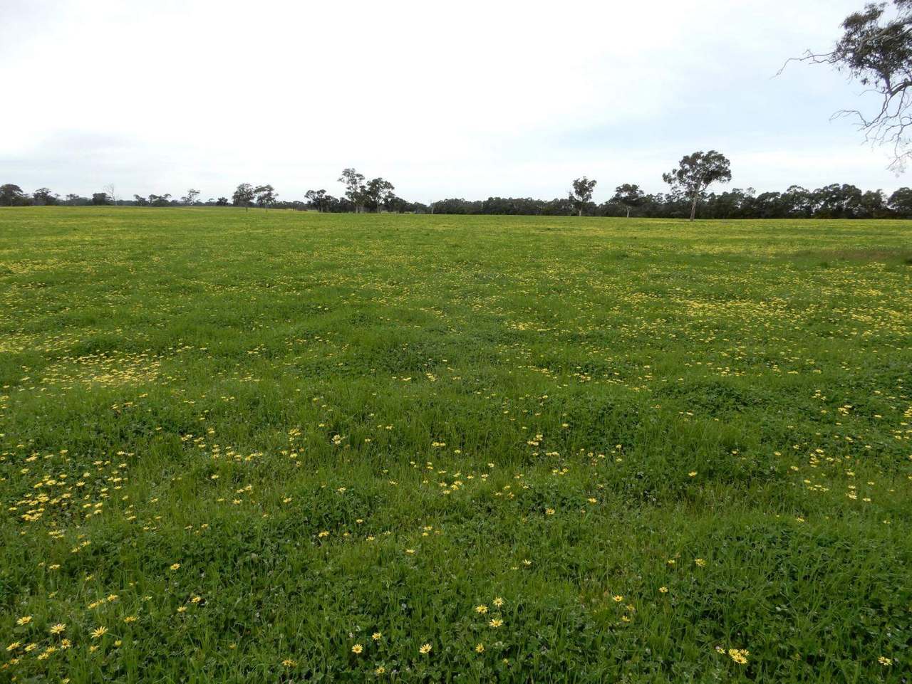 Range Road, "The Prarrie" Sec 317 & 318 Naracoorte (Cadgee) Sold by Farmbuy.com - image 13