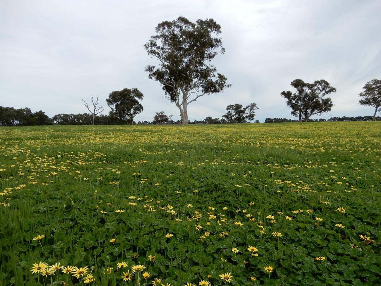 Range Road, "The Prarrie" Sec 317 & 318 Naracoorte (Cadgee) Sold by Farmbuy.com - image 15
