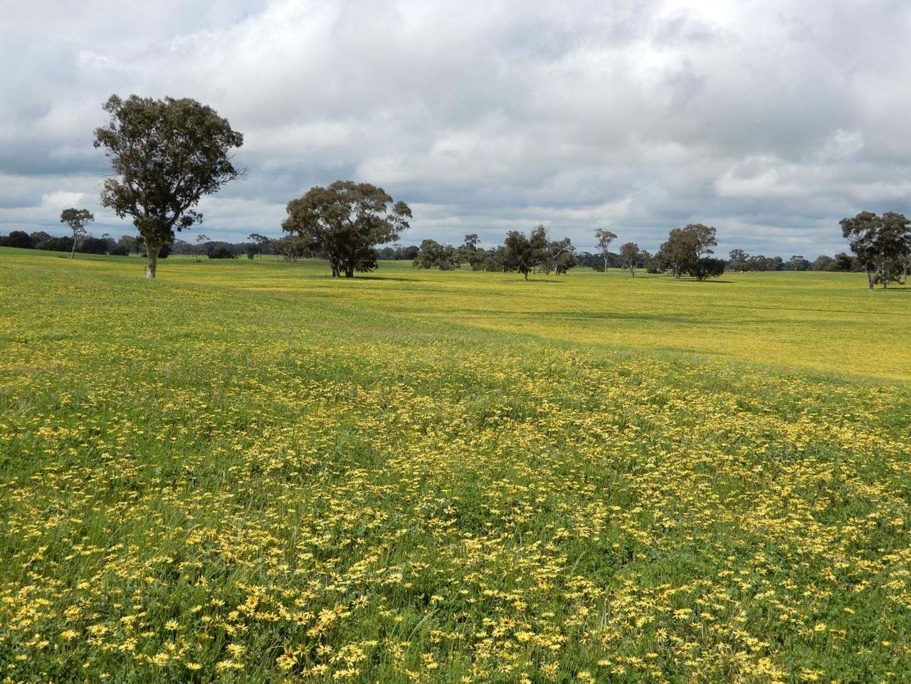 Range Road, "The Prarrie" Sec 317 & 318 Naracoorte (Cadgee) Sold by Farmbuy.com - image 17