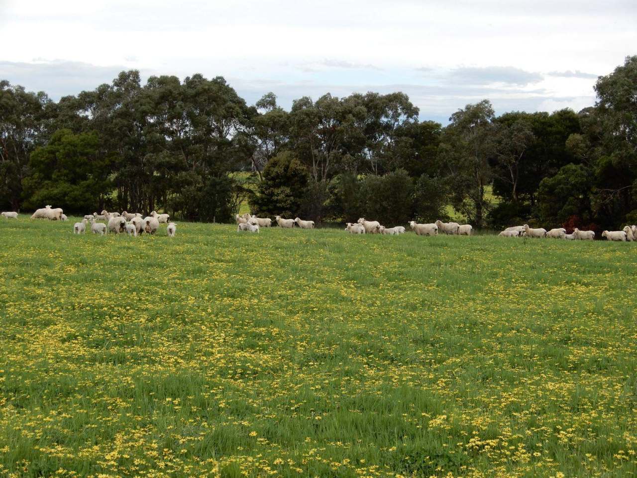 Range Road, "The Prarrie" Sec 317 & 318 Naracoorte (Cadgee) Sold by Farmbuy.com - image 12