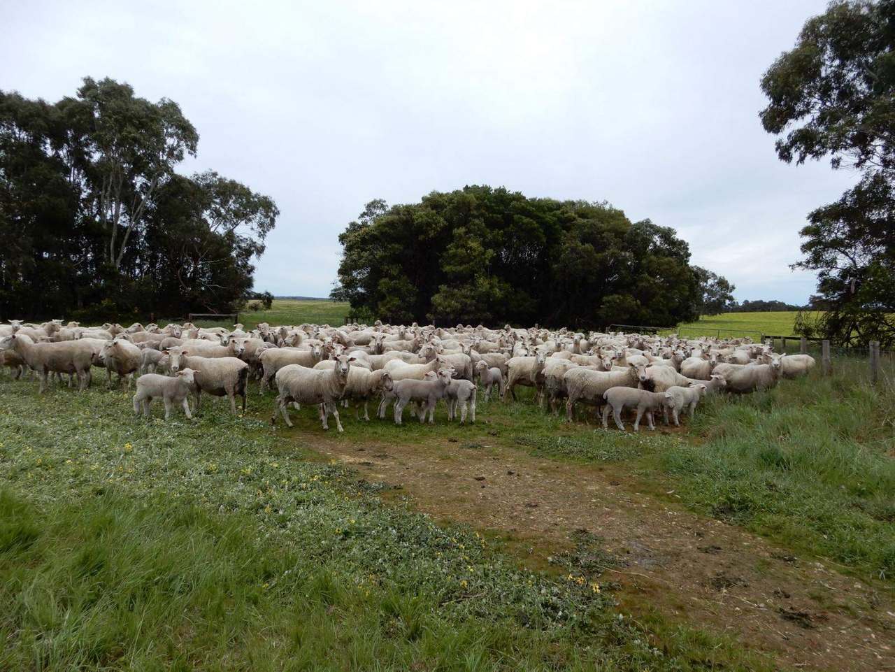 Range Road, "The Prarrie" Sec 317 & 318 Naracoorte (Cadgee) Sold by Farmbuy.com - image 20