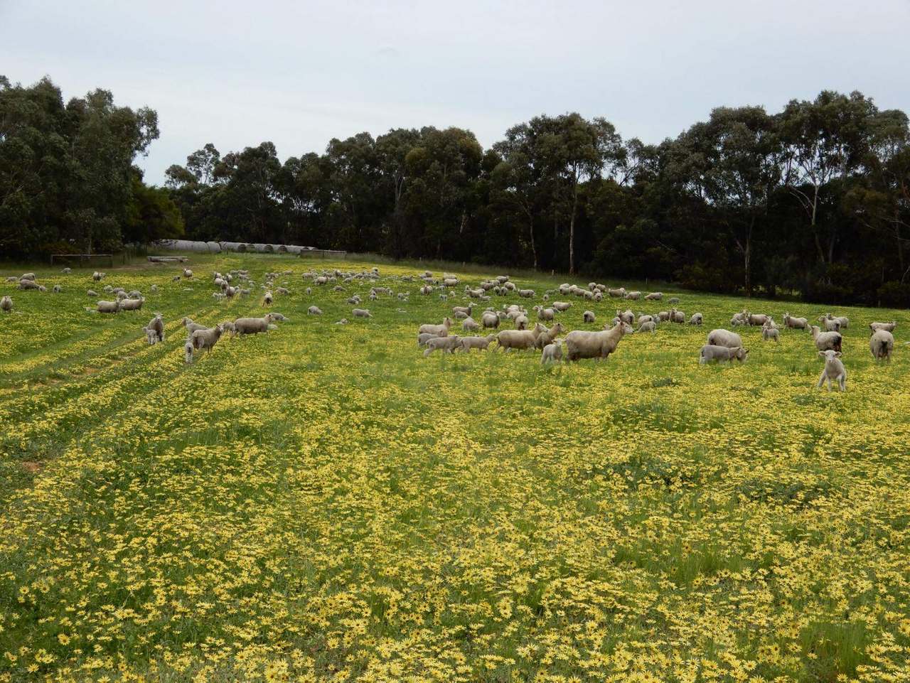 Range Road, "The Prarrie" Sec 317 & 318 Naracoorte (Cadgee) Sold by Farmbuy.com - image 6