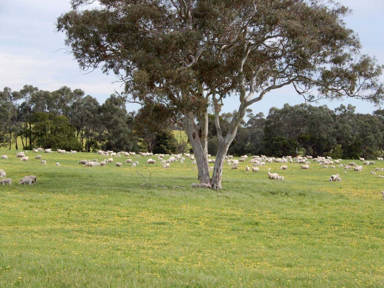 Range Road, "The Prarrie" Sec 317 & 318 Naracoorte (Cadgee) Sold by Farmbuy.com - image 19