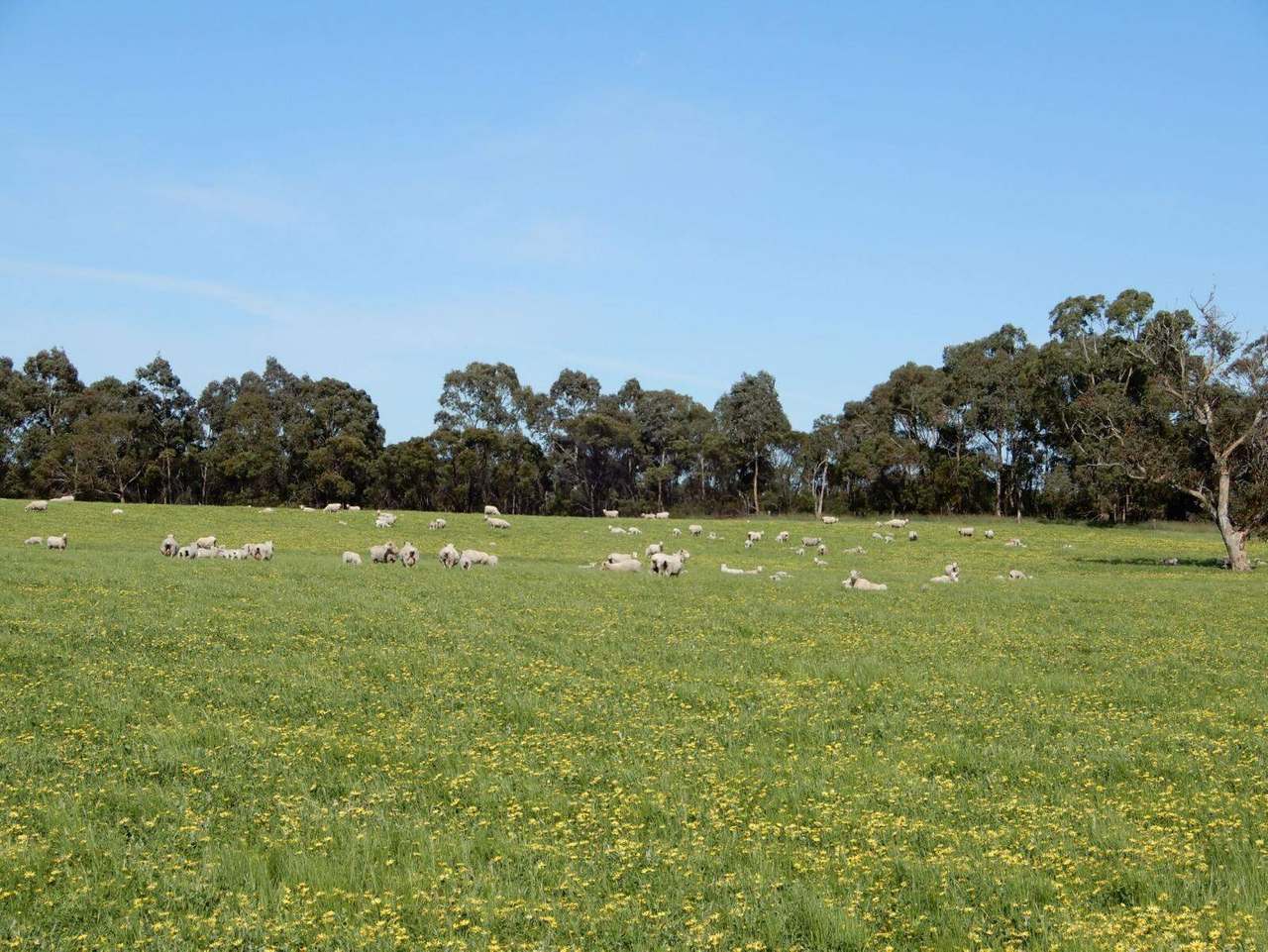Range Road, "The Prarrie" Sec 317 & 318 Naracoorte (Cadgee) Sold by Farmbuy.com - image 4