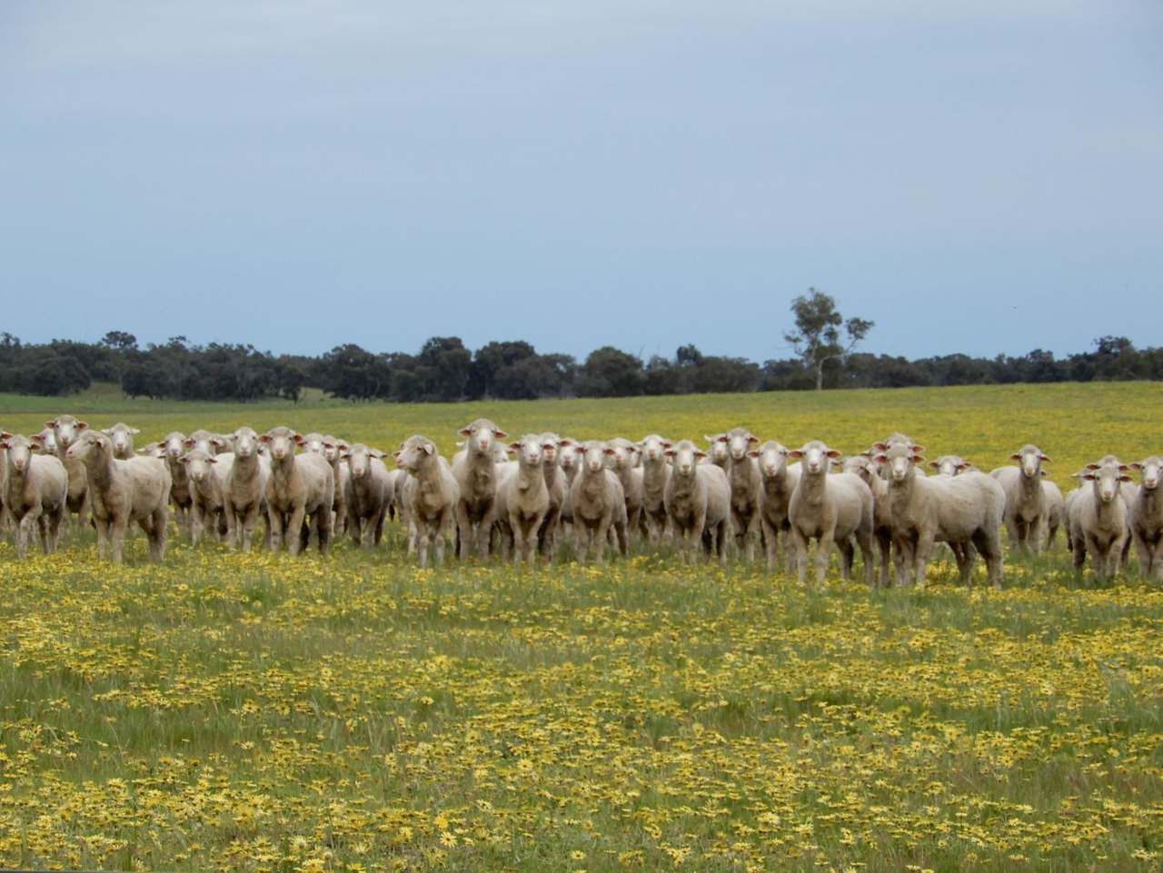 Range Road, "The Prarrie" Sec 317 & 318 Naracoorte (Cadgee) Sold by Farmbuy.com - image 11