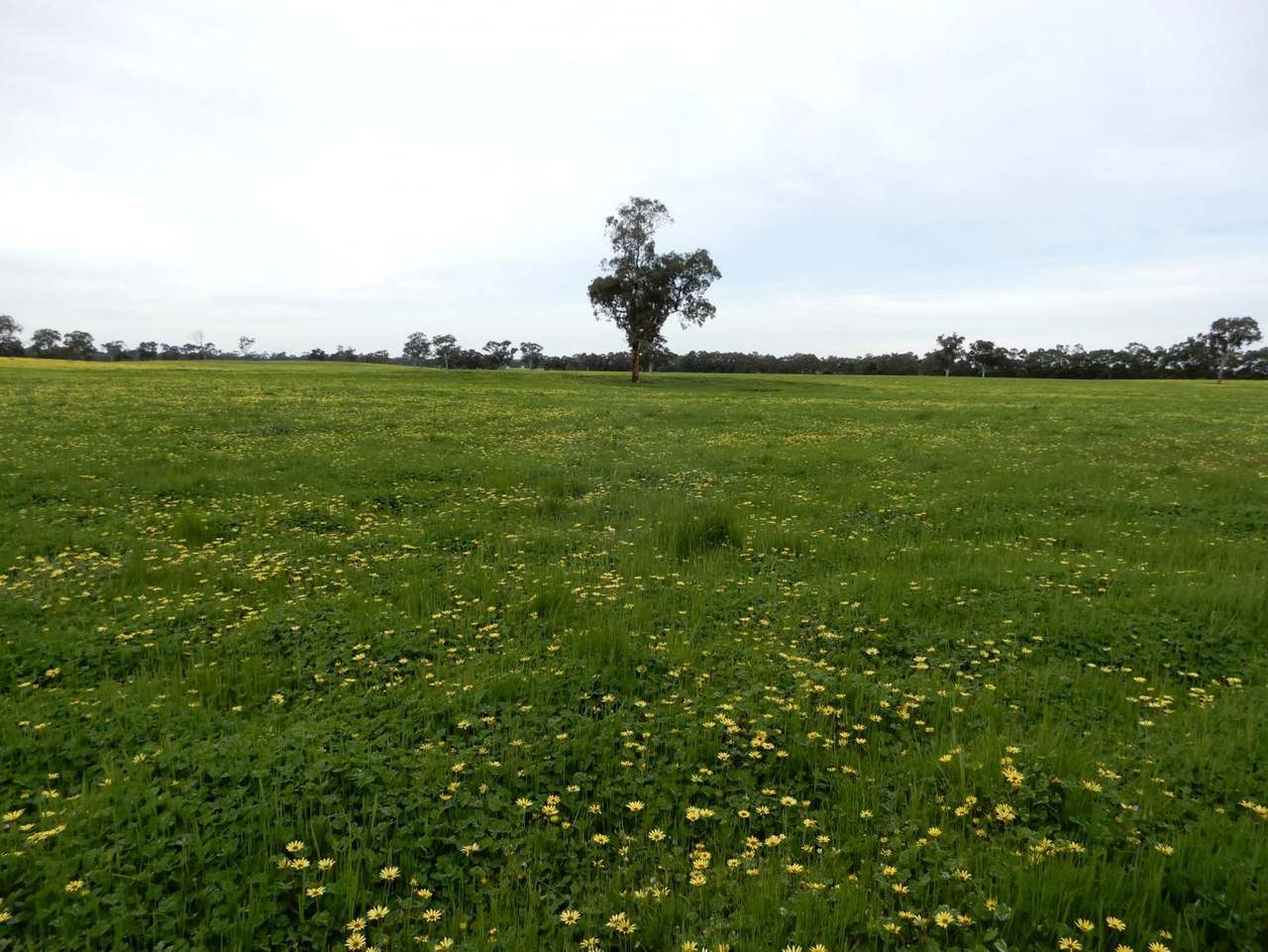 Range Road, "The Prarrie" Sec 317 & 318 Naracoorte (Cadgee) Sold by Farmbuy.com - image 14