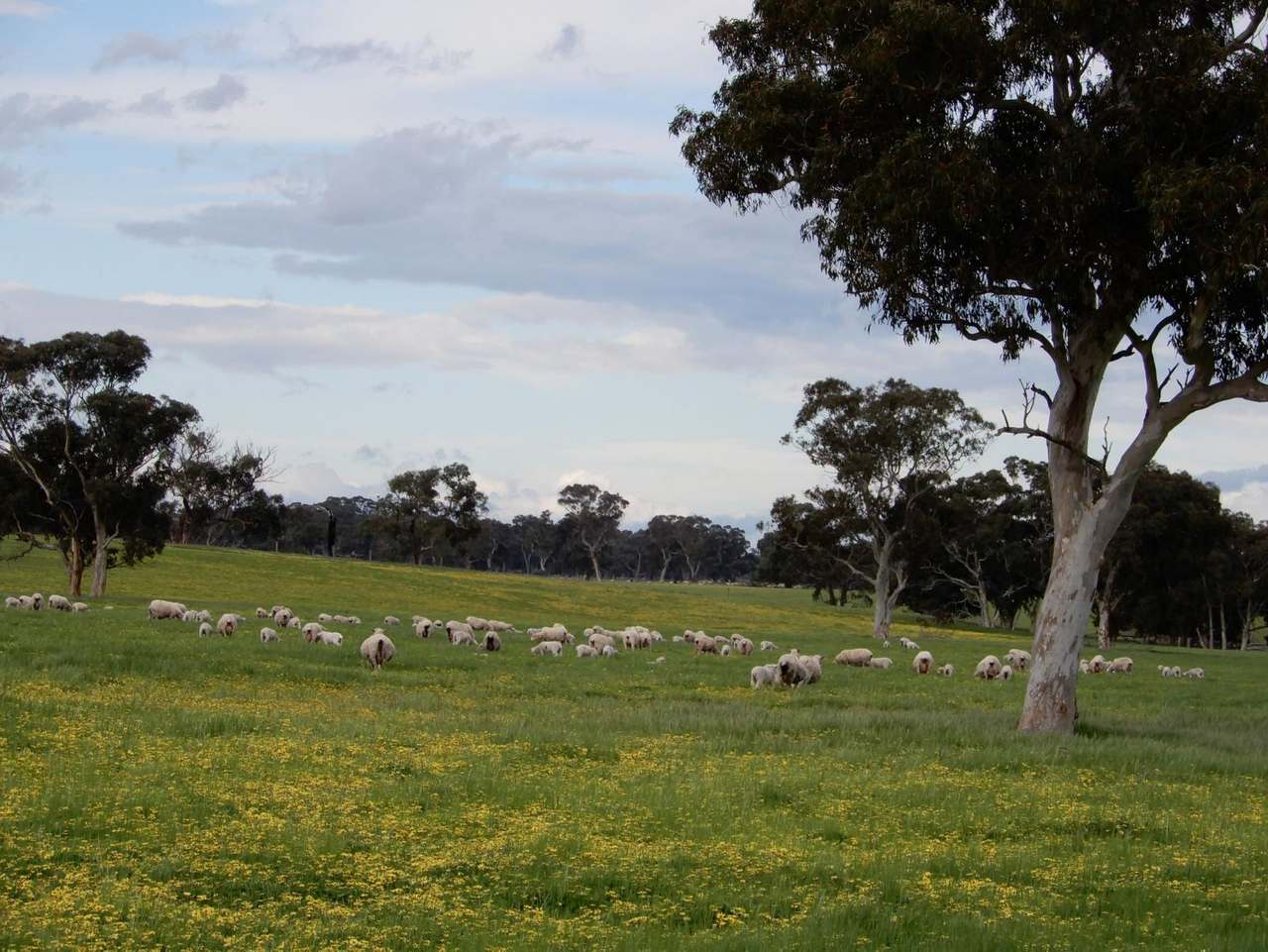 Range Road, "The Prarrie" Sec 317 & 318 Naracoorte (Cadgee) Sold by Farmbuy.com - image 18