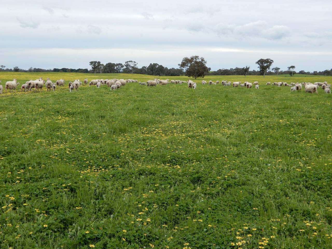 Range Road, "The Prarrie" Sec 317 & 318 Naracoorte (Cadgee) Sold by Farmbuy.com - image 16