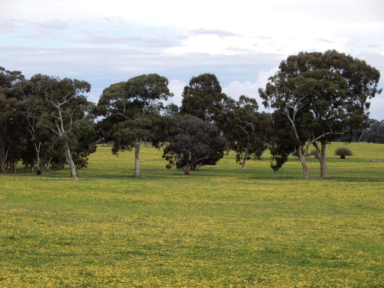 Range Road, "The Prarrie" Sec 317 & 318 Naracoorte (Cadgee) Sold by Farmbuy.com - image 7