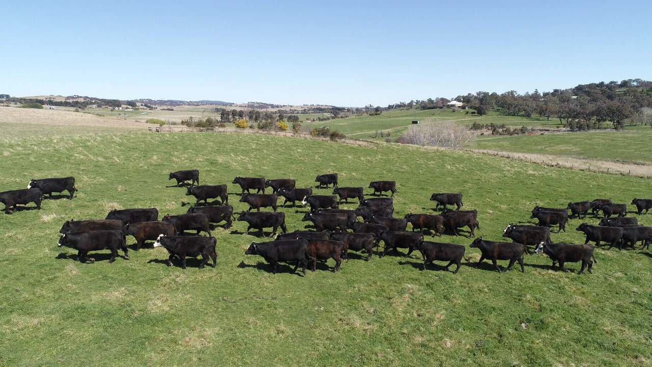 337 Range Road , Goulburn Sold by Farmbuy.com - image 11