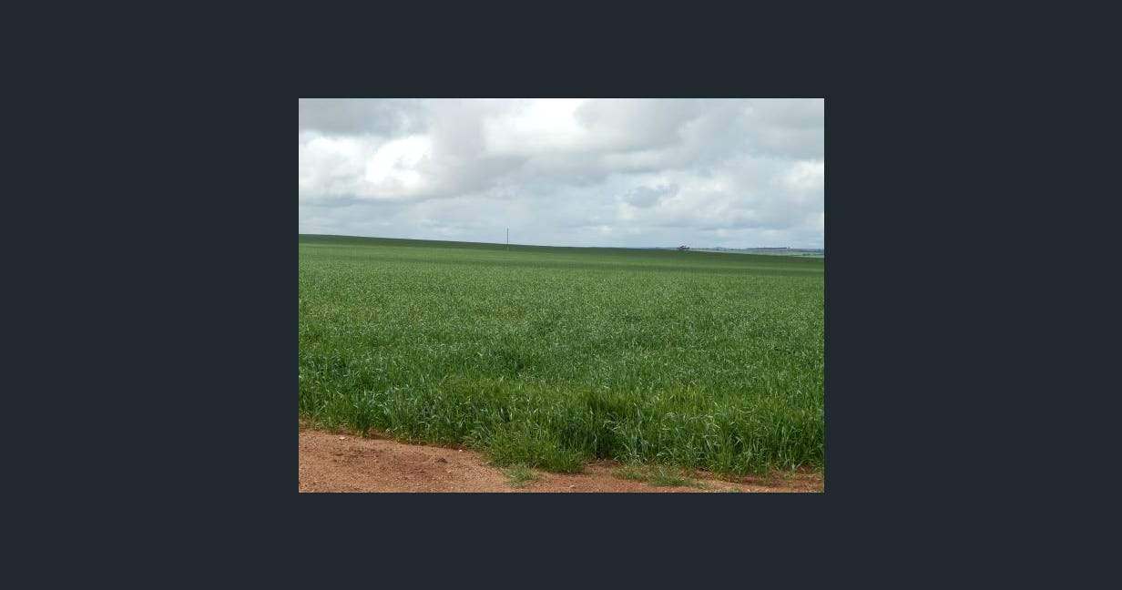 1116 Buckelboo Road, Kimba For Sale by Farmbuy.com - image 14