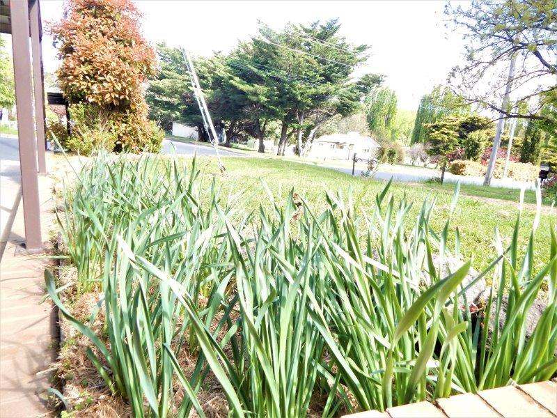 10  Mawson Street, Cooma Sold by Farmbuy.com - image 5