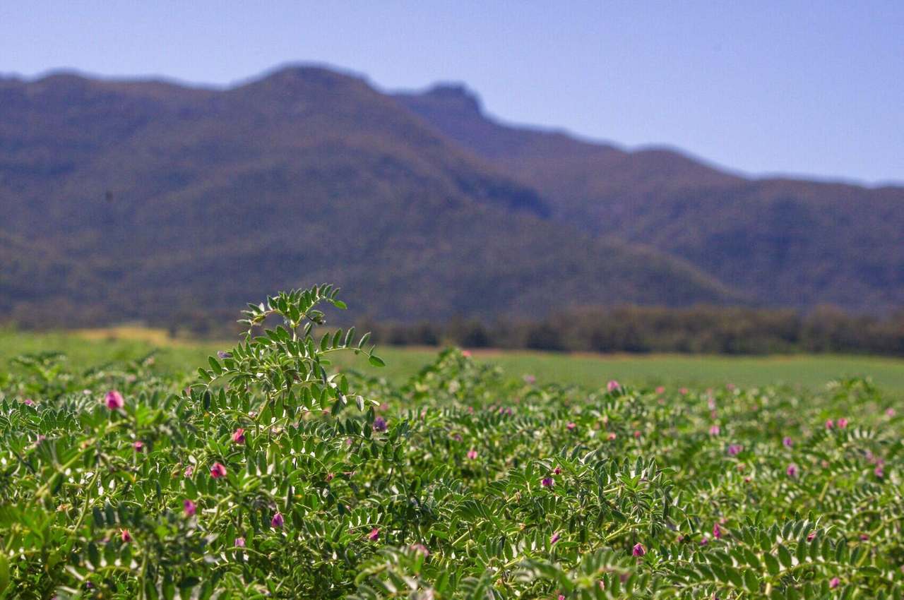 Mellburra Road, Narrabri Sold by Farmbuy.com - image 10