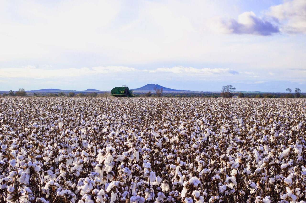 Mellburra Road, Narrabri Sold by Farmbuy.com - image 3