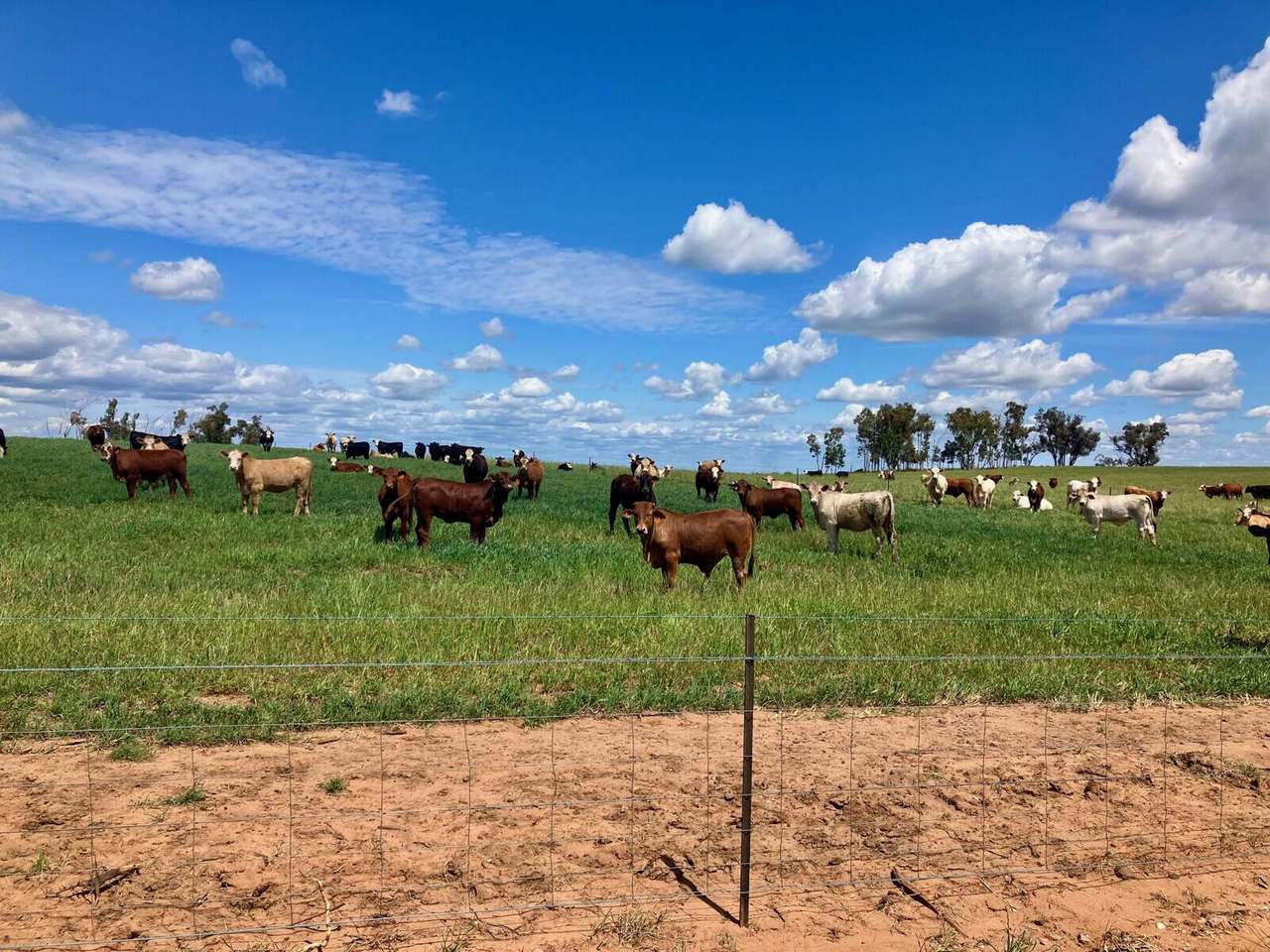 Mellburra Road, Narrabri Sold by Farmbuy.com - image 2