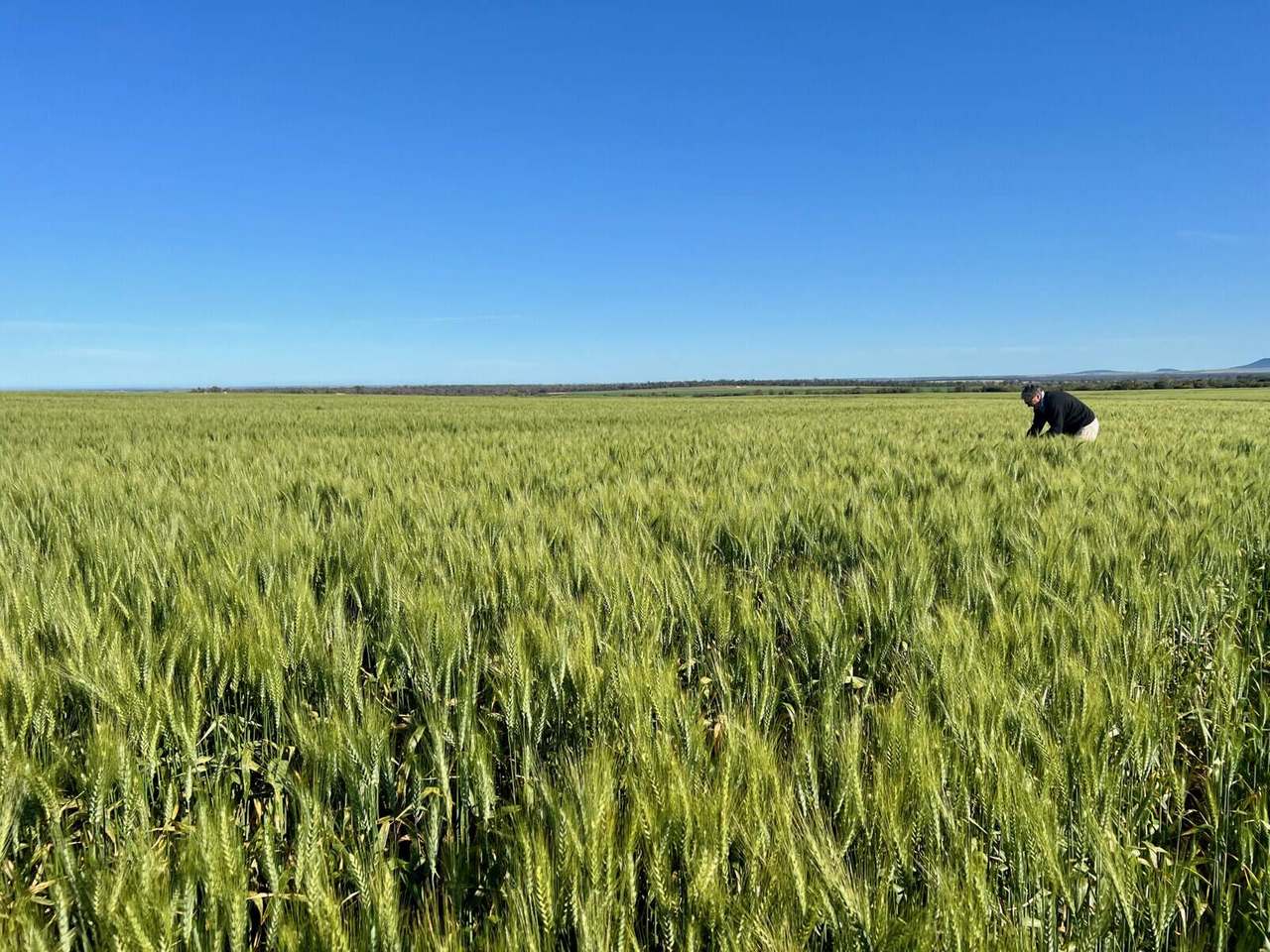 Mellburra Road, Narrabri Sold by Farmbuy.com - image 9