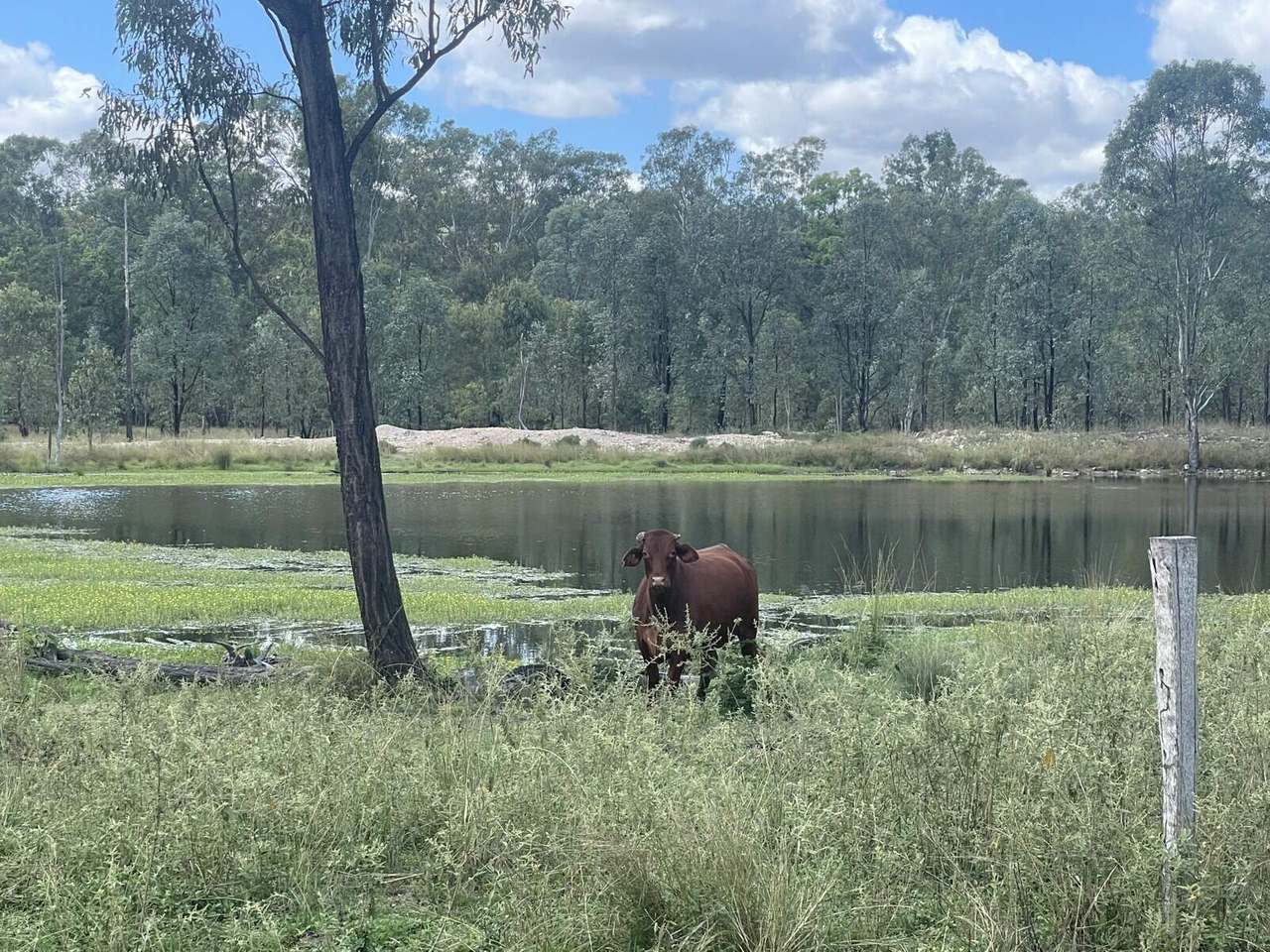 Eidsvold - Cracow Road, Eidsvold For Sale by Farmbuy.com - image 2