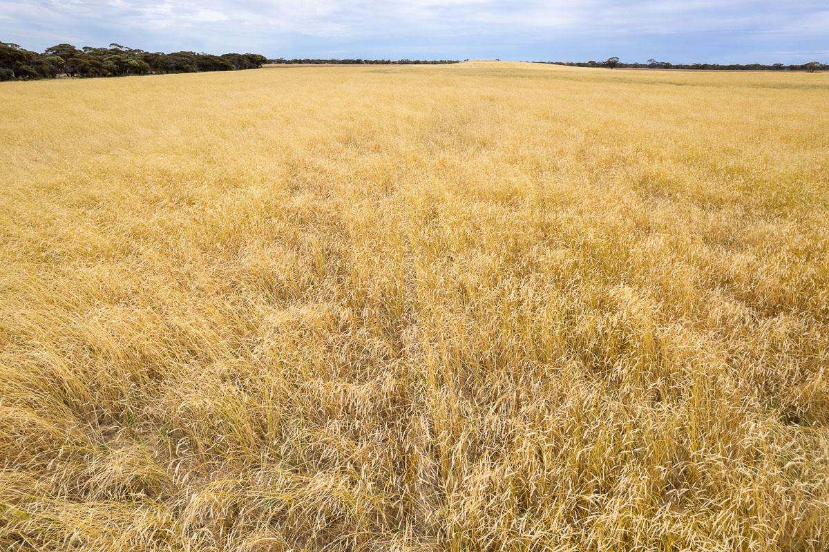 2372 Kulkawurra Road, Sherlock For Sale by Farmbuy.com - image 5