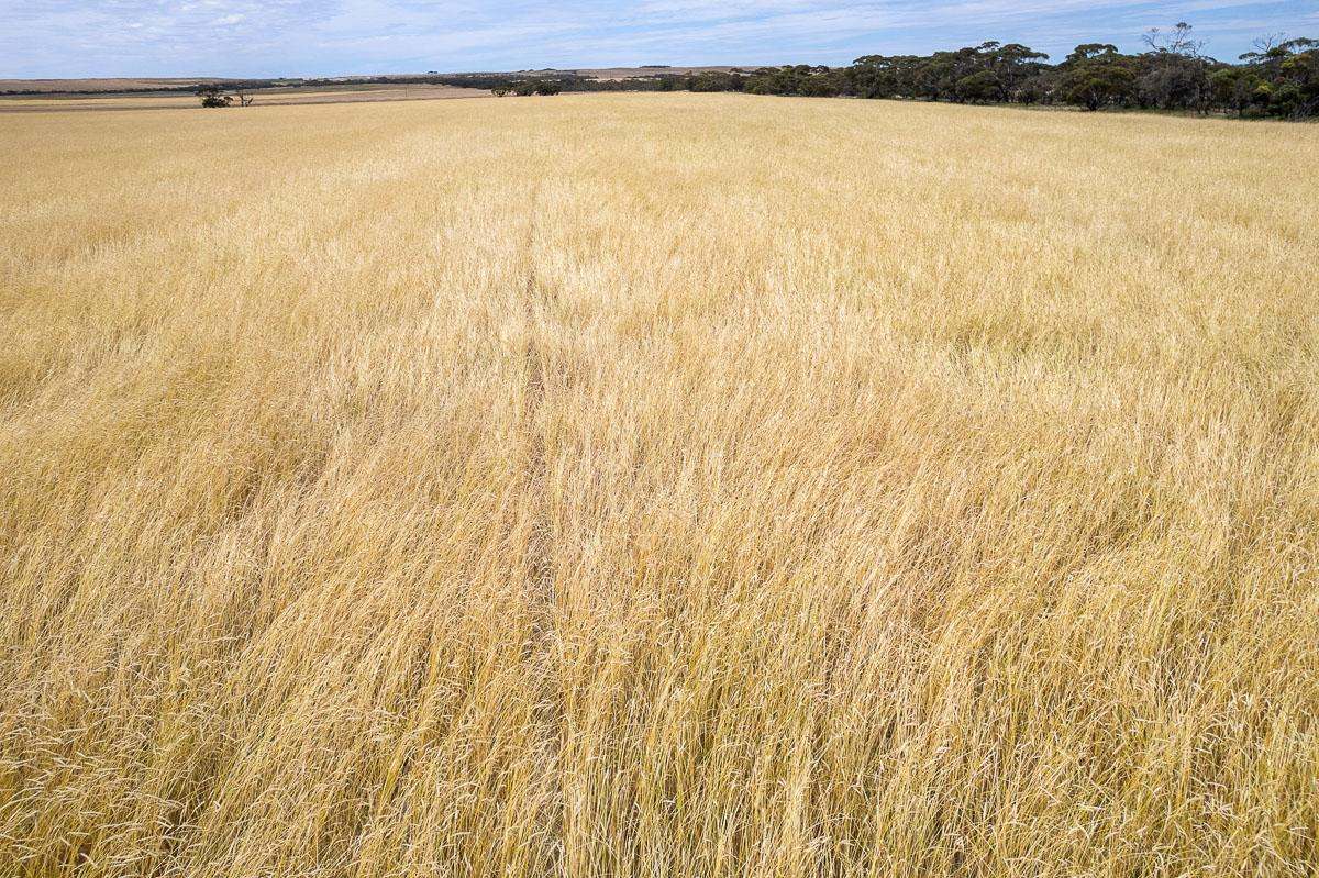 2372 Kulkawurra Road, Sherlock For Sale by Farmbuy.com - image 6